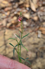 Indigofera psoraloides