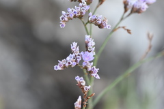 Limonium narbonense