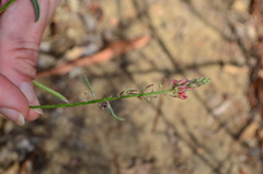 Indigofera psoraloides