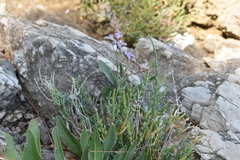 Limonium narbonense