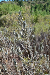 Podalyria sericea