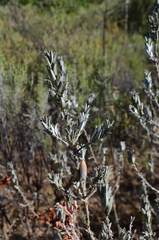 Podalyria sericea