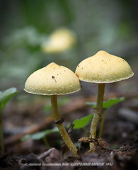 Leratiomyces squamosus