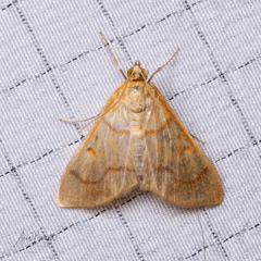 Helvibotys helvialis