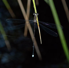 Ecchlorolestes nylephtha