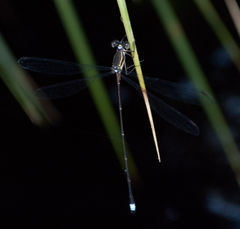 Ecchlorolestes nylephtha