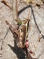 Calliptamus barbarus