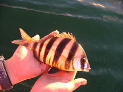 Diplodus hottentotus