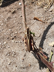 Calliptamus barbarus