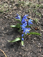 Scilla siberica