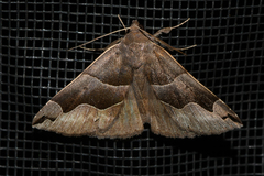 Gondysia