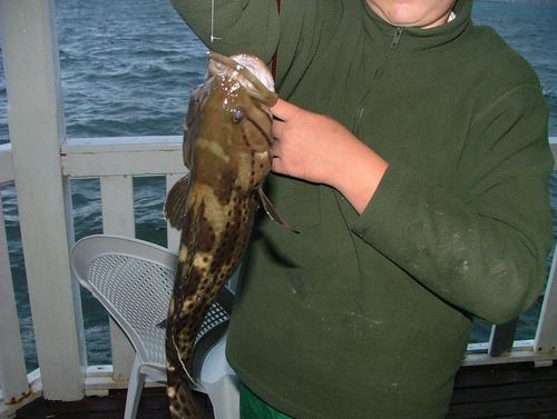 Epinephelus andersoni