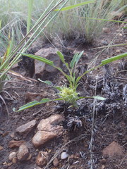Crabbea angustifolia