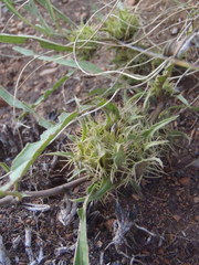 Crabbea angustifolia