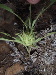 Crabbea angustifolia