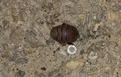 Polyphaga aegyptiaca