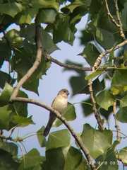 Sporophila torqueola