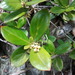 Rondeletia inermis - Photo (c) sara, μερικά δικαιώματα διατηρούνται (CC BY-NC-ND), uploaded by sara