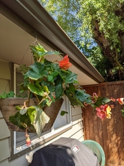 Begonia × tuberhybrida