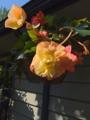 Begonia × tuberhybrida