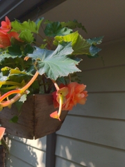Begonia × tuberhybrida