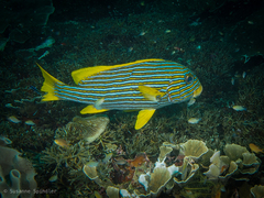 Plectorhinchus polytaenia