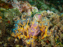 Clavelina detorta