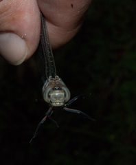 Pinheyschna subpupillata