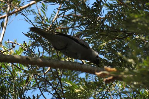 Subspecies Coracina caesia caesia · iNaturalist