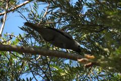 Coracina caesia caesia