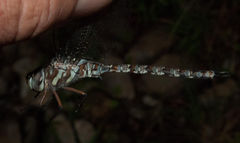 Pinheyschna subpupillata