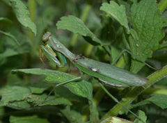 Polyspilota aeruginosa