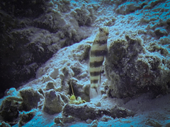 Amblyeleotris wheeleri