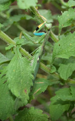 Polyspilota aeruginosa