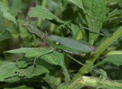 Polyspilota aeruginosa