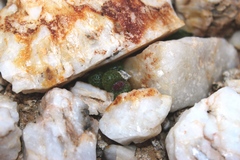 Diplosoma luckhoffii