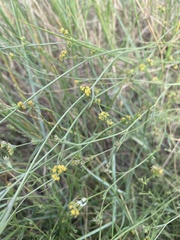 Bupleurum tenuissimum