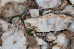 Diplosoma luckhoffii