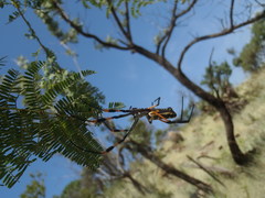 Trichonephila senegalensis
