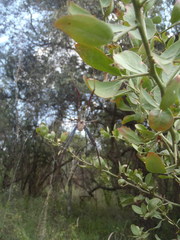 Trichonephila inaurata