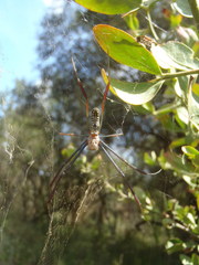 Trichonephila inaurata
