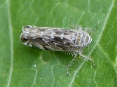 Paralimnus phragmitis