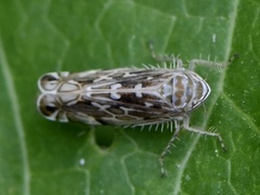 Paralimnus phragmitis