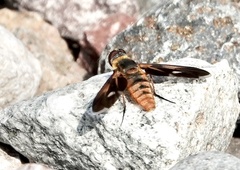 Poecilanthrax eremicus