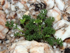 Pelargonium quarciticola