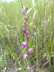 Streptanthus glandulosus glandulosus