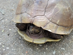 Terrapene carolina