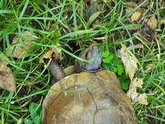 Terrapene carolina