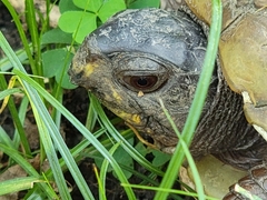 Terrapene carolina
