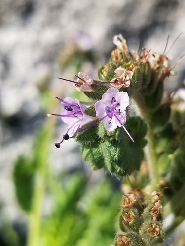 Phacelia integrifolia var. texana